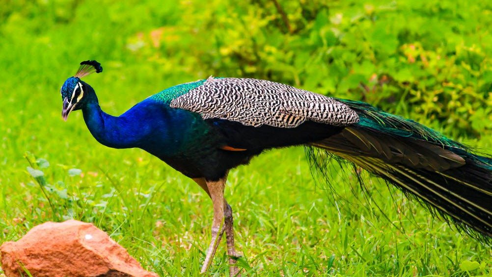 Sariska Wildlife Sanctuary, Alwar, Rajasthan - Vushii.com Sariska Wildlife Sanctuary, Alwar, Rajasthan - Vushii.com
